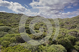 Mediterranean shrublands in Cape of Favaritx