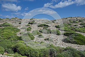 Mediterranean shrublands in Cape of Favaritx