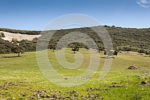 Mediterranean shrublands and flowering fallows