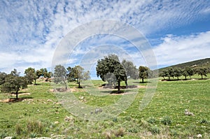 Mediterranean shrublands and flowering fallows