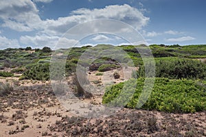 Mediterranean shrublands next to Cala Pregonda