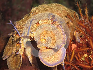 Mediterranean slipper lobster