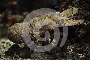 Mediterranean slipper lobster Scyllarides latus