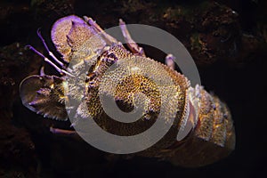 Mediterranean slipper lobster Scyllarides latus