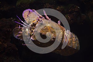 Mediterranean slipper lobster Scyllarides latus