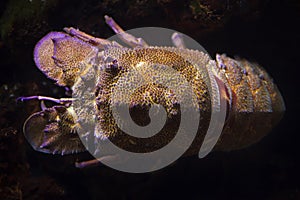 Mediterranean slipper lobster Scyllarides latus