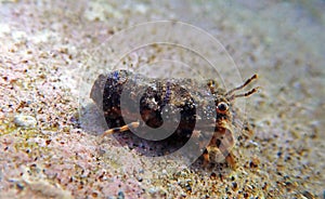 Mediterranean slipper lobster - Scyllarides latus