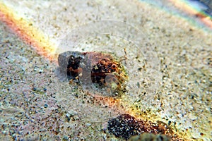 Mediterranean slipper lobster - Scyllarides latus