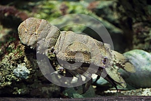 Mediterranean slipper lobster (Scyllarides latus).