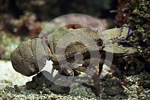 Mediterranean slipper lobster (Scyllarides latus).