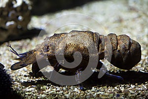 Mediterranean slipper lobster (Scyllarides latus)