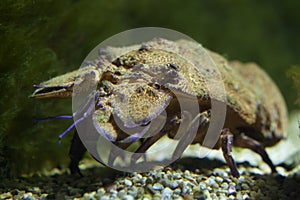 Mediterranean slipper lobster Scyllarides latus
