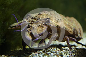 Mediterranean slipper lobster Scyllarides latus