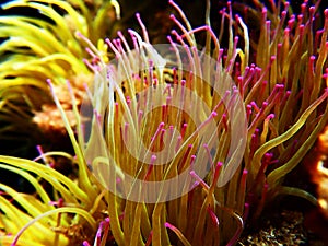 Mediterranean snakelocks sea anemone - Anemonia sulcata