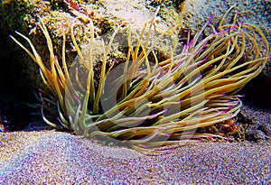 Mediterranean snakelocks sea anemone - Anemonia sulcata