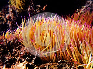 Mediterranean snakelocks sea anemone - Anemonia sulcata