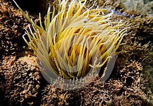 Mediterranean snakelocks sea anemone - Anemonia sulcata