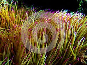 Mediterranean snakelocks sea anemone - Anemonia sulcata