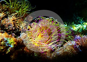 Mediterranean snakelocks sea anemone - Anemonia sulcata