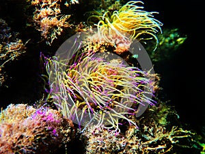 Mediterranean snakelocks sea anemone - Anemonia sulcata