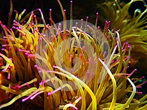 Mediterranean snakelocks sea anemone - Anemonia sulcata