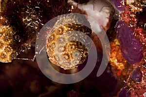 Mediterranean soft coral