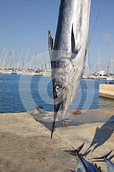 Mediterranean spearfish billfish head