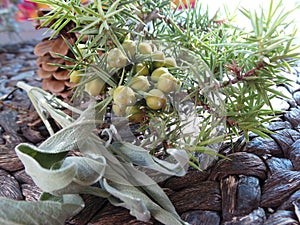 Mediterranean spice juniper branch with berries and sage leaves