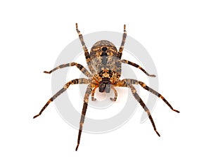 Mediterranean spiny false wolf spider isolated on white background, Zoropsis spinimana