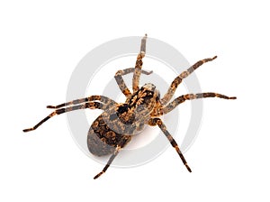 Mediterranean spiny false wolf spider isolated on white background, Zoropsis spinimana