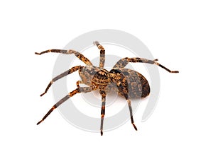 Mediterranean spiny false wolf spider isolated on white background, Zoropsis spinimana