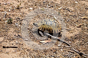 Mediterranean spur-thighed tortoise, Testudo graeca, in northern Morocco