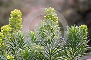 Mediterranean spurge Euphorbia characias wulfenii in flower photo