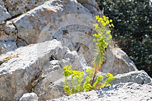 Mediterranean spurge plant in bloom