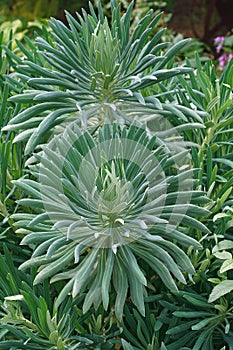Mediterranean spurge plants. photo