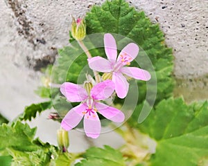 Mediterranean stork\'s bill: a species of Filarees, its botanical name is Erodium malacoides. photo