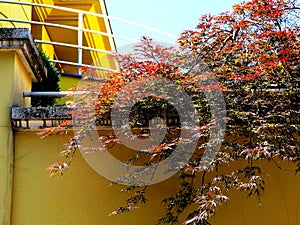 Mediterranean style decorative red leafed bush on top of yellow stucco fence wall.