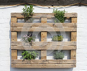 Mediterranean style wooden rack with fresh herbs on white, Netherlands