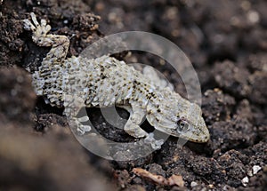 Mediterranean Tarentola mauritanica lizard detail