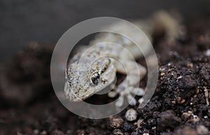 Mediterranean Tarentola mauritanica lizard detail photo