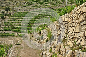 Mediterranean terraced vineyard, Liguria, Italy