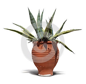 Mediterranean terracotta cactus pot