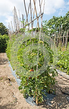 Mediterranean tipycal vegetable food cherry tomatoes market garden plantation