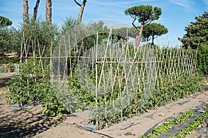 Mediterranean tipycal vegetable food cherry tomatoes market garden plantation