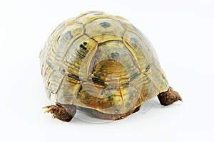 Mediterranean tortoise.Testudo graeca.