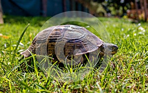 Mediterranean tortoise for a walk in the grass