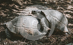 Mediterranean tortoises mating, Testudo graeca nikolskii, in natural habitat