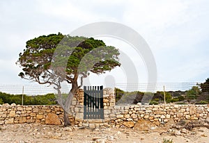 Mediterranean tree