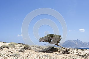 Mediterranean tree