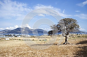 Mediterranean tree